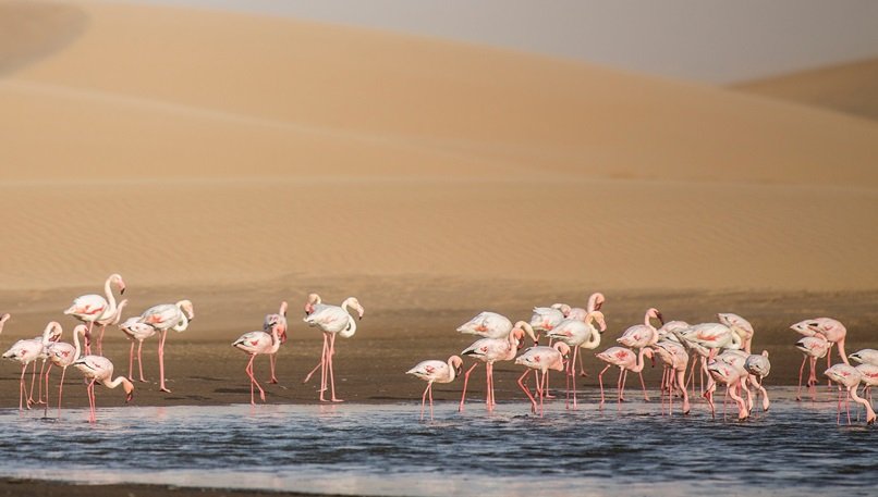 walvis bay cruises to namibia msc