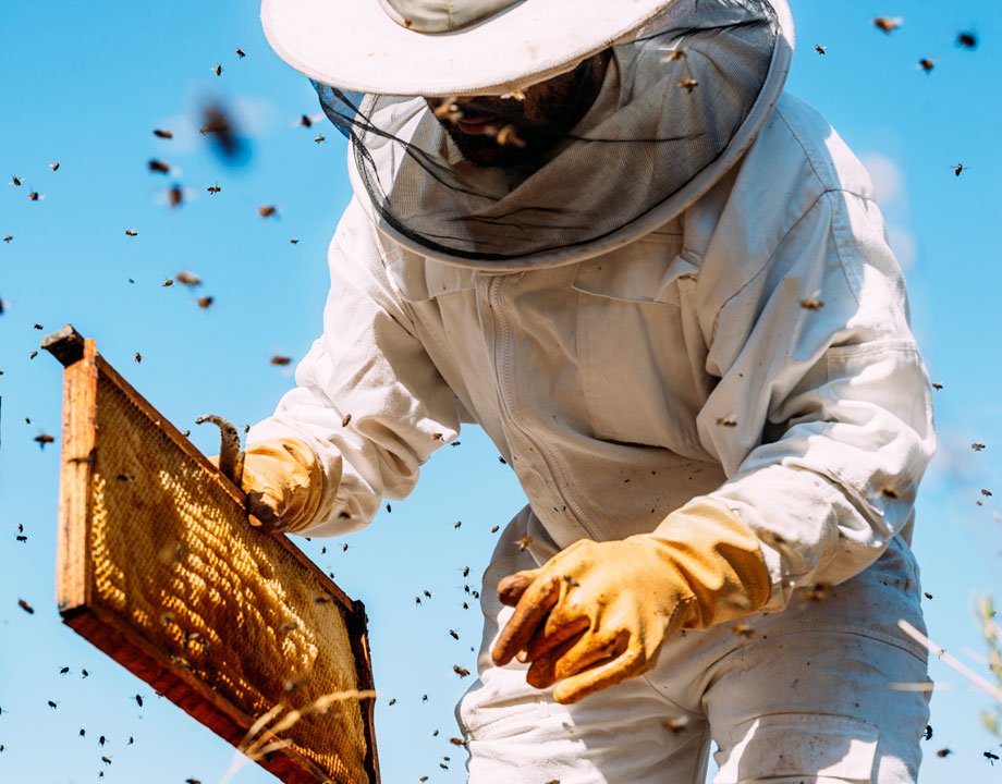 A beekeeper inspecting a honeycomb surrounded by bees under a clear blue sky | MSC Cruises