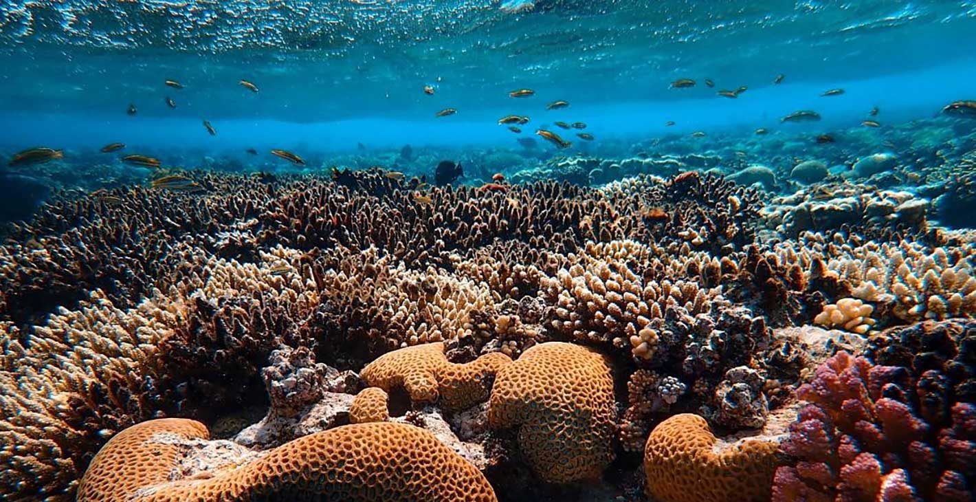 MSC Foundation | MSC Cruises